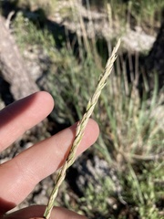 Festuca kingii