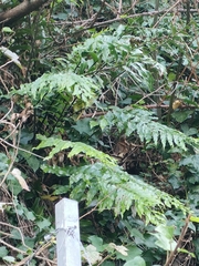Asplenium oblongifolium