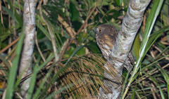 Ninox philippensis