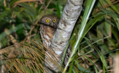 Ninox philippensis