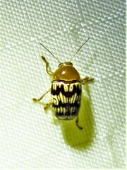 Cryptocephalus fulguratus