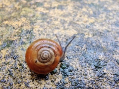 Trochulus striolatus