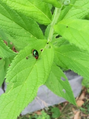 Kuschelina gibbitarsa