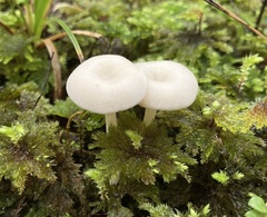 Entoloma peralbidum