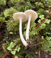 Entoloma peralbidum