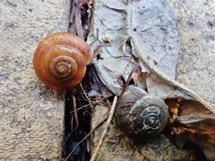 Trochulus striolatus