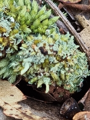 Leucobryum javense