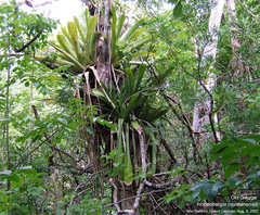 Wittmackia caymanensis