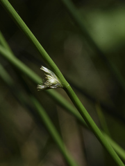 Juncus filiformis