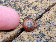 Trochulus striolatus