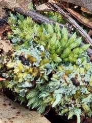 Leucobryum javense