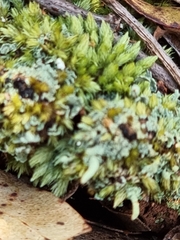 Leucobryum javense