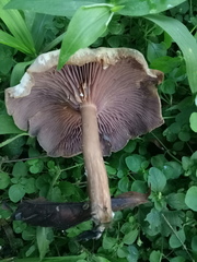 Basidiomycota