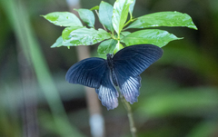 Papilio rumanzovia