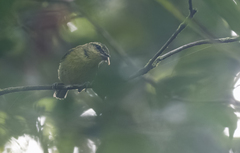 Phylloscopus nigrorum