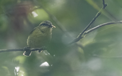 Phylloscopus nigrorum