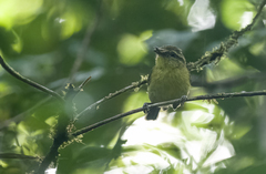 Phylloscopus nigrorum