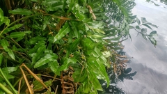 Acrostichum danaeifolium