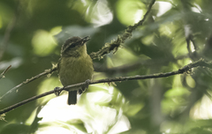 Phylloscopus nigrorum