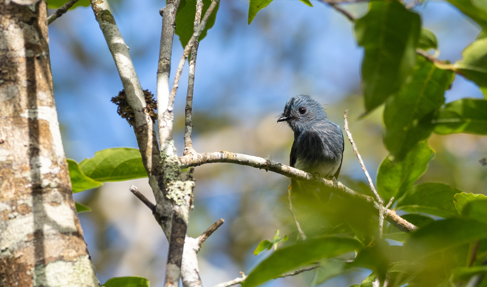 Visayan Fantail (Rhipidura albiventris), photo 3