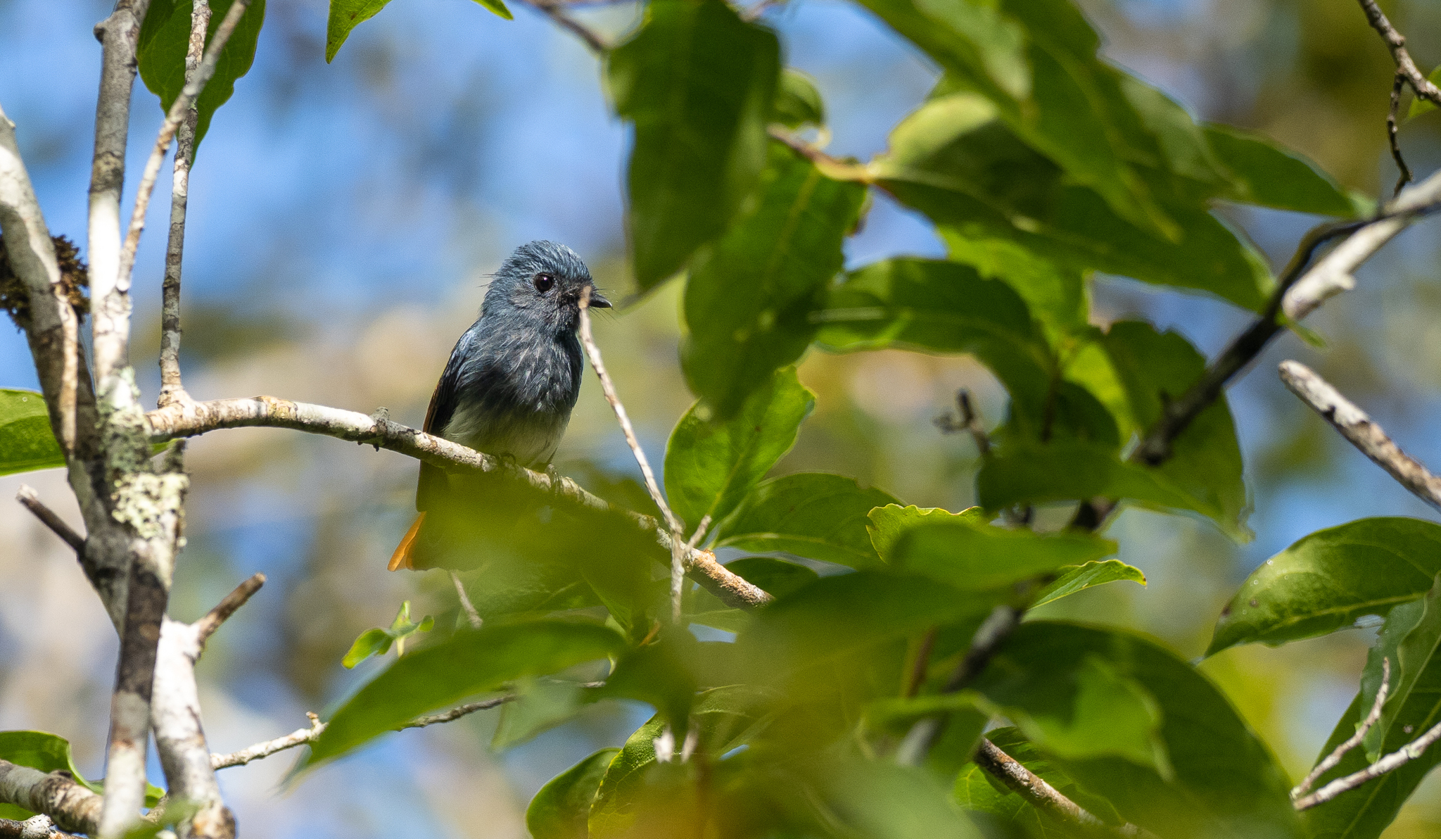 Visayan Fantail (Rhipidura albiventris), photo 4