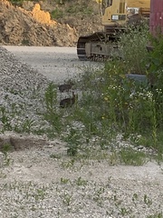 Sylvilagus floridanus