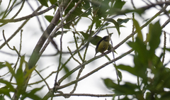 Aethopyga guimarasensis