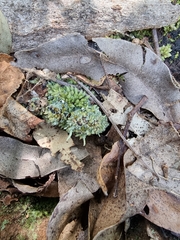 Leucobryum javense