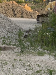 Sylvilagus floridanus