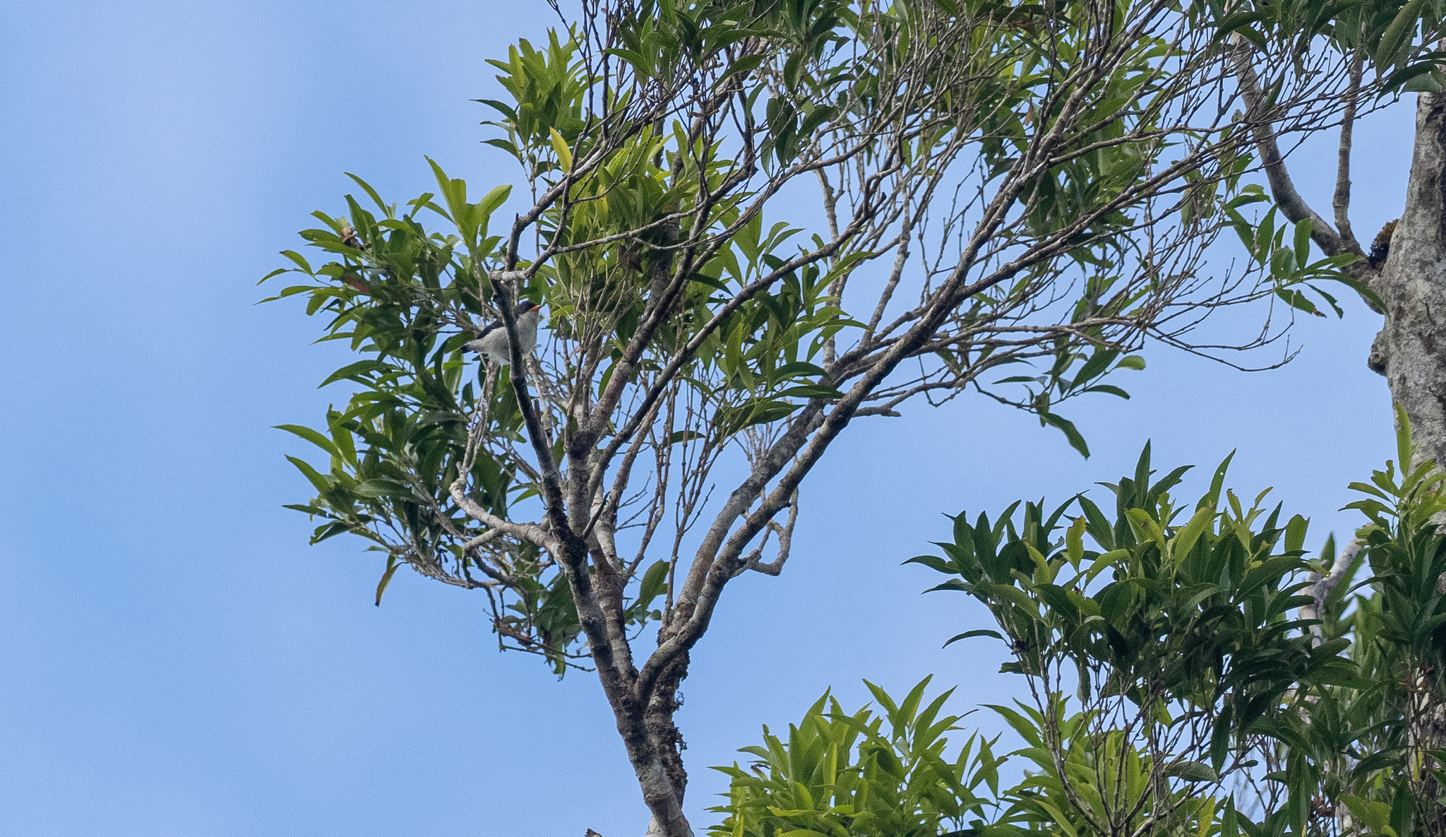 Bicolored Flowerpecker (Dicaeum bicolor), photo 6