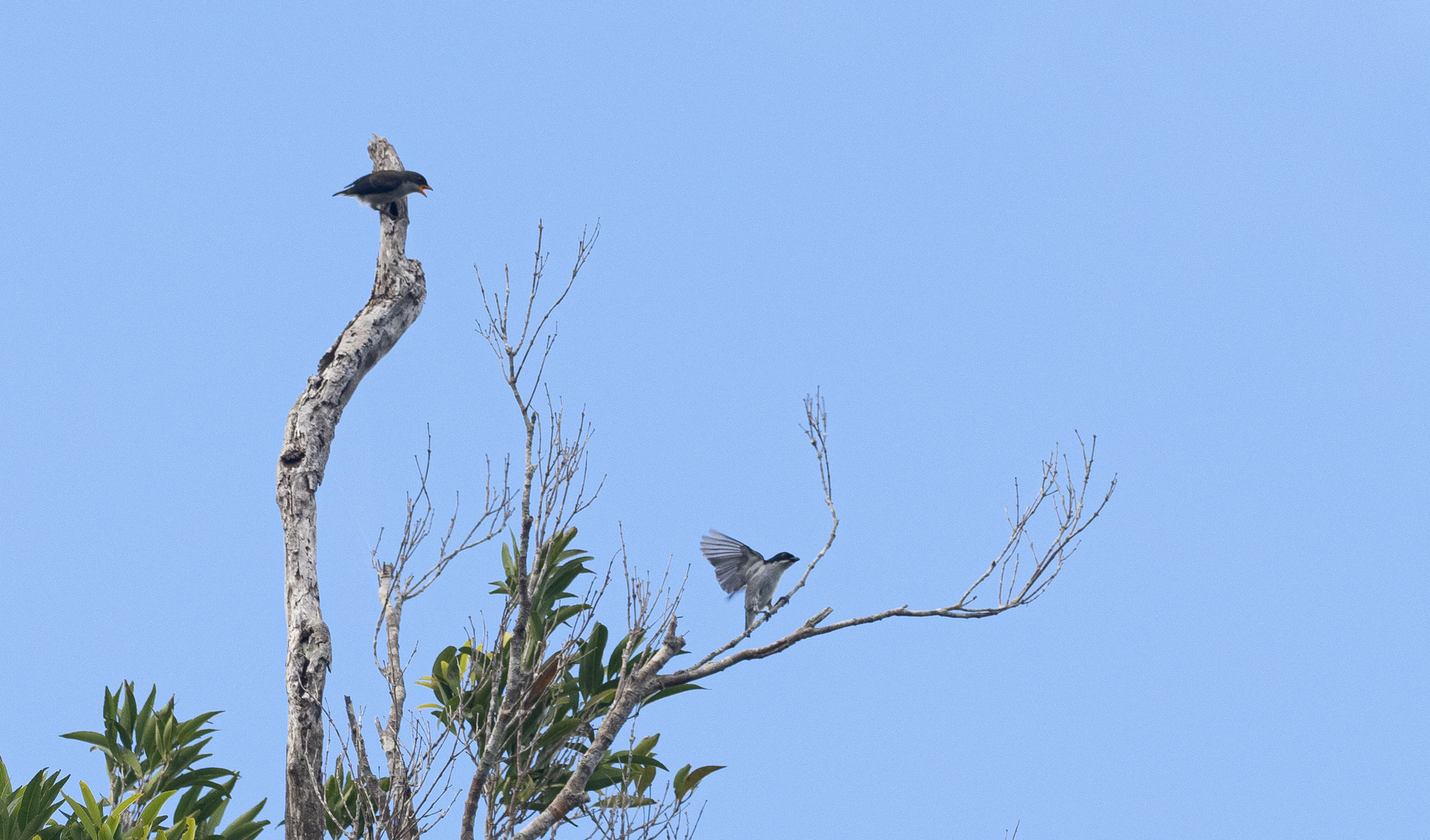 Bicolored Flowerpecker (Dicaeum bicolor), photo 7