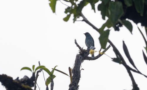 Turquoise Flycatcher (Eumyias panayensis), photo 7