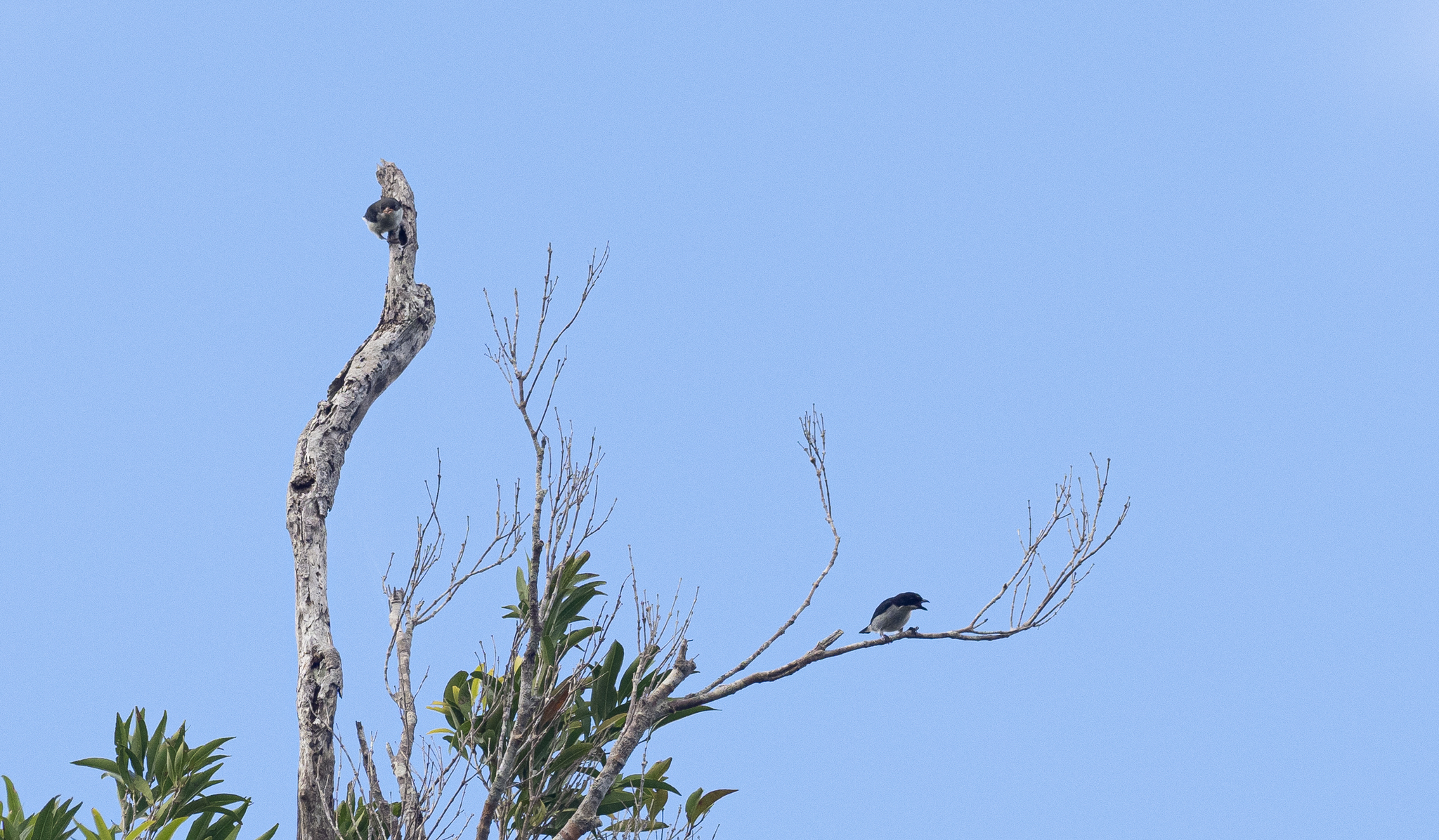 Bicolored Flowerpecker (Dicaeum bicolor), photo 8