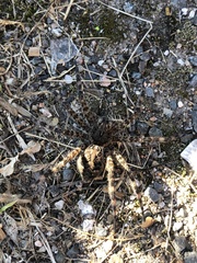 Dolomedes tenebrosus