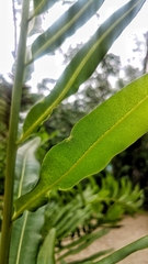 Acrostichum danaeifolium