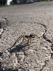 Dolomedes tenebrosus