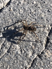 Dolomedes tenebrosus