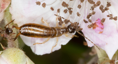 Apterygida albipennis