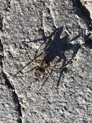 Dolomedes tenebrosus