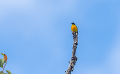 Dicaeum trigonostigma dorsale