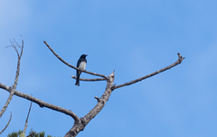 Dicrurus balicassius mirabilis