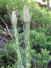 Xerophyllum tenax