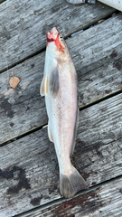 Menticirrhus americanus