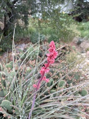 Hesperaloe