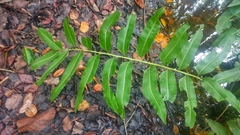 Acrostichum danaeifolium