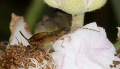 Apterygida albipennis