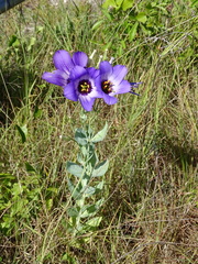 Eustoma russellianum