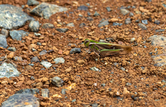 Gastrimargus marmoratus