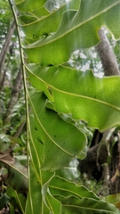 Acrostichum danaeifolium