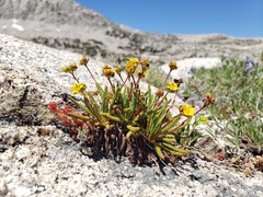 Ivesia lycopodioides